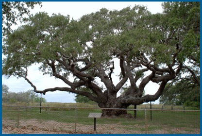 Big Tree, Lamar, TX